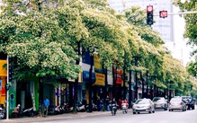 Hà Nội đề xuất phương án di dời một số cây hoa sữa tới vị trí phù hợp