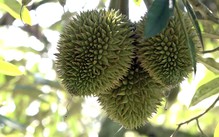Đồng Nai ban hành đơn giá bồi thường cây trồng, sầu riêng cao nhất gần 12 triệu đồng/cây