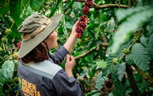 Ngành cà phê Việt tính chi 2 triệu USD cho chương trình quảng bá thương hiệu Robusta