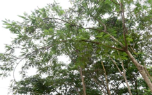 Từ vụ cây phượng ngã chết người tại TP.HCM, cây nào bị cấm trồng trên đường phố?