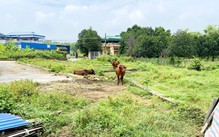 Thế nào là đất bỏ hoang, đất chậm đưa vào sử dụng và mức thuế 0,2% có hợp lý?