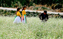 Mùa hoa tam giác mạch bắt đầu, Lô Lô Chải, Đồng Văn ‘cháy phòng’ ngày khai hội