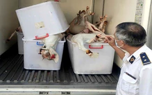 TP.HCM tiêu hủy gần 1 tấn thịt, phụ phẩm động vật không đảm bảo yêu cầu vệ sinh thú y