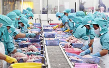 Tạo nền tảng để lao động miền Tây lập nghiệp trên quê hương