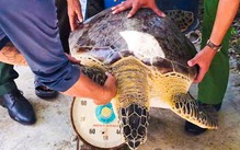 Thả con vích nặng hơn 50kg về lại biển