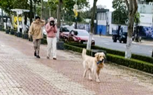 Phường ở Đà Nẵng lập tổ bắt chó thả rông, giao công an lập biên bản xử lý