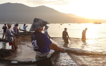 Du khách thích thú trải nghiệm kéo lưới 'Đón nhịp chợ cá bình minh'