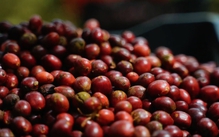 Nâng chất Robusta Việt từ gốc