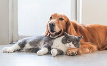Chó hay mèo sống lâu hơn? Khoa học có câu trả lời bất ngờ