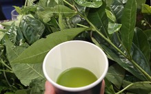 Chén chè đâm xứ Nghệ thơm mát ngày hè