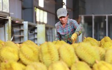 Mở được thị trường, nông sản Việt vẫn lo bị đẩy ra