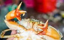 Độc lạ cua Cà Mau với cặp càng có tới ‘6 bộ kẹp’