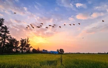 TP.HCM sắp vào 'mùa vàng' đẹp ngỡ ngàng, một tọa độ sống ảo giới trẻ yêu thích