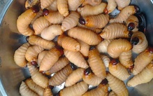 Ngăn chặn việc nuôi, phát tán đuông dừa