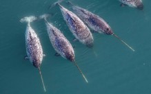 Kỳ lân biển 'đi làm thay' nhà khoa học, phát hiện điều bất ngờ dưới Greenland
