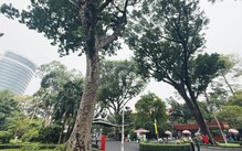 Nhiều cây xanh hơn 100 tuổi ở Thảo cầm viên Sài Gòn thành cây di sản