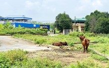 Chính phủ đề xuất không thu thuế sử dụng đất phi nông nghiệp với đất lấn chiếm