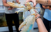 Lần đầu nghiên cứu 'tôm hùm ma' Casper cực hiếm, 100 triệu con mới có 1
