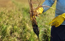 Giữa mùa nước nổi mà lo hạn mặn khốc liệt vì El Nino - Bài 3: Không để vào thế trở tay không kịp khi ứng phó hạn mặn