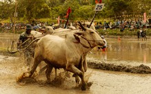 Đoàn phim Trại buôn người 'chơi lớn', tài trợ luôn một lễ hội đua bò để quay phim