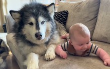Chó Alaska đặc biệt thân thiện với con người, nhưng đừng chủ quan dùng bạo lực