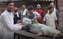 Cá lạ khổng lồ 45kg theo lũ Nepal tràn sang Ấn Độ