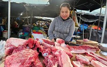 Giá heo hơi ngày 6-9: Cao nhất là các tỉnh phía Bắc, lên mức 60.000 đồng/kg