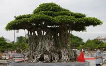 Hơn 400 'siêu cây' bonsai tề tựu về Quảng Ngãi, có cây được định giá 6,3 tỉ đồng
