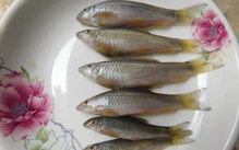 Cá đá vừa được Đại học Cần Thơ kích thích sinh sản thành công: Có gì mà 'ai cũng thèm, cũng nhớ'?