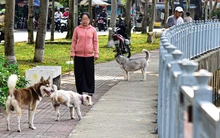 Nuôi chó: Làm ơn hãy biết ngượng và biết điều!
