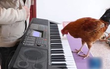 Gà chơi đàn piano bài 