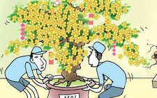 Tết đến nơi rồi, thuê cây mai về chưng lấy hên