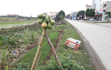 Cây đu đủ 