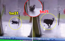 Chú chó đuổi theo 'hoàng thượng' đâm vỡ cửa kính cường lực