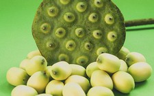 Hạt sen, tuy có tâm nhưng cũng phải dè chừng đánh úp!
