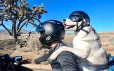 Chú chó husky cùng chủ 10 năm đi phượt khắp nước Mỹ