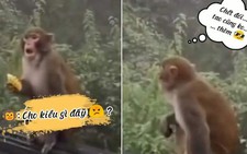 Những chú khỉ tính nóng như kem