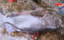 Ngư dân Phú Quốc câu được cá mú nặng hơn 55kg