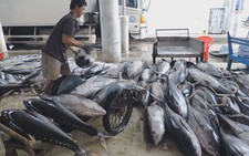 Ngư dân trúng đậm cá ngừ đại dương trước khi cơn bão số 12 đổ bộ