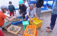 'Vương quốc tôm hùm' người trắng tay, người lâm cảnh nợ