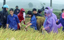 Hàng ngàn đoàn viên thanh niên Thanh Hóa giúp dân gặt lúa chạy lụt