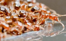 Những 'quả cầu lửa' sau bão Harvey, chuyện gì xảy ra?
