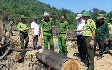 Thủ tướng yêu cầu Bình Định báo cáo vụ phá rừng ở An Lão