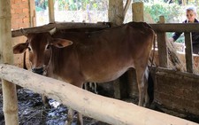 Dân nghèo bị xã 'đòi nợ' bò giống cấp miễn phí