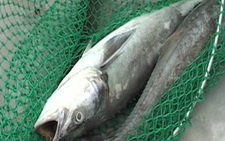Cá nuôi lồng chết trắng đầm Lập An, dân chết đứng