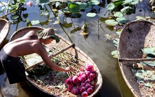 Hà Nội: Quận Tây Hồ xây dựng không gian thưởng thức trà sen