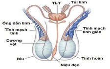 Giãn tĩnh mạch tinh ở tuổi thiếu niên