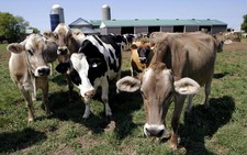 Khí methane - Thách thức trong cuộc chiến chống ấm lên toàn cầu
