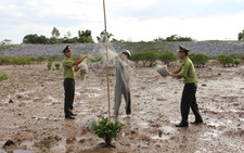 Tăng cường bảo vệ các loài chim di cư, bảo vệ đa dạng sinh học