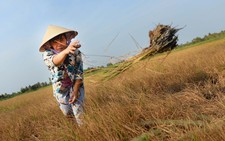 Phát triển ĐBSCL theo tư duy kinh tế thị trường